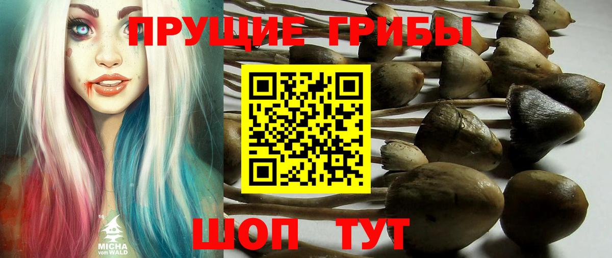 Псилоцибиновые грибы прущие грибы Михайловка